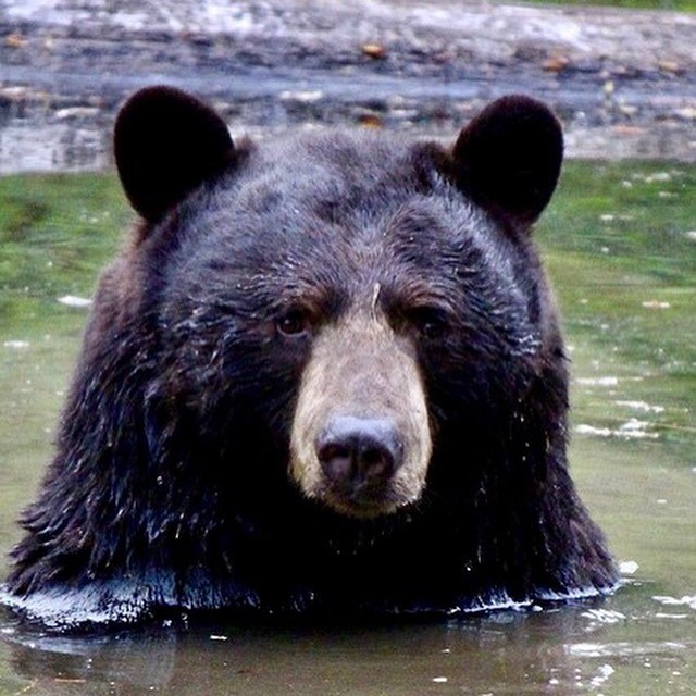 Drama teacher Charles Harris found this big black bear frolicking in a Port Coquitlam pond just in time for Earth Day 