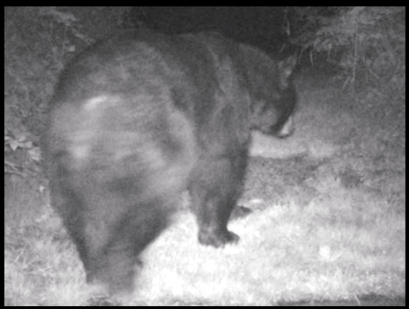 Bear checks out a yard in Port Coquitlam.