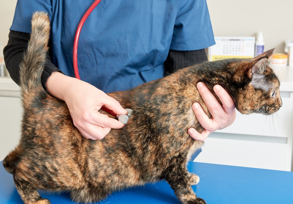GettyImages Cat at Vet