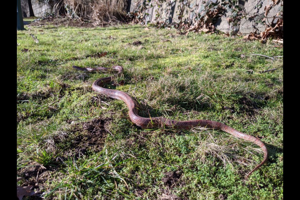 A Coquitlam teacher said she found this snake near Robson Park. It was wriggling in the grass, she said, and looked enormous.