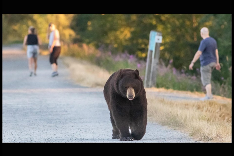 A bear was seen taking a stroll near the Pitt River Dike of the Traboulay PoCo Trail on July 14, 2021.