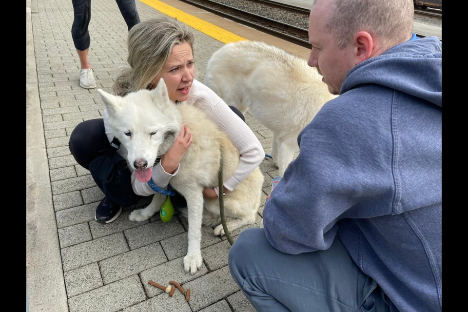 Kimberley Osborne and Graeme Hinkley with Stella, a 13-year-old Husky who went missing in Coquitlam for three days.