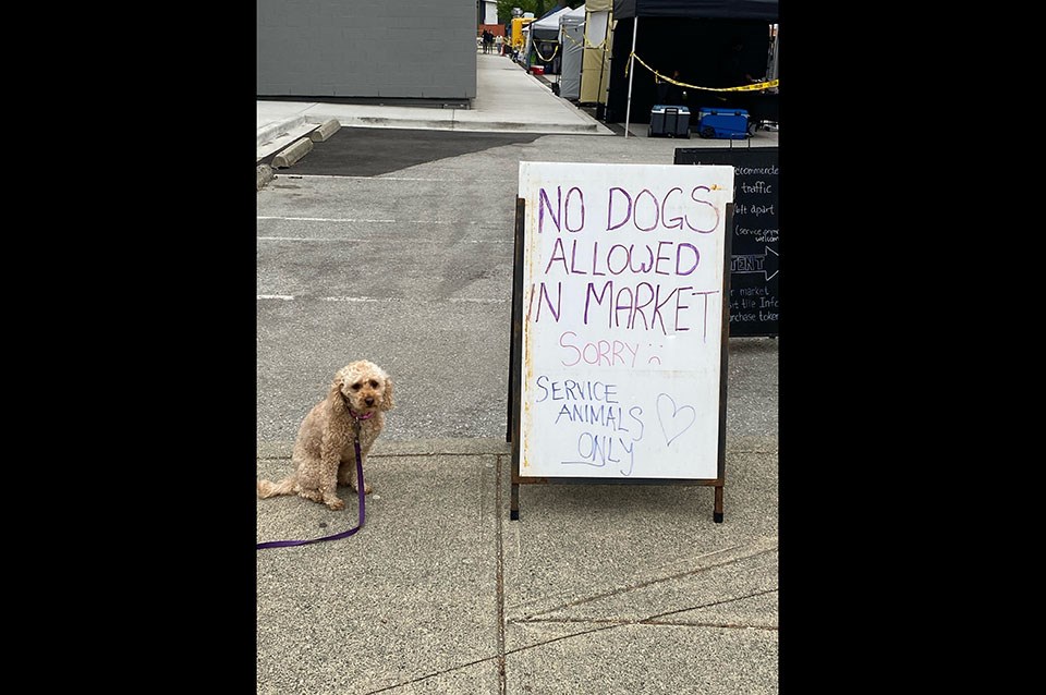 No dogs allowed at Coquitlam Farmers Market - letter to the editor