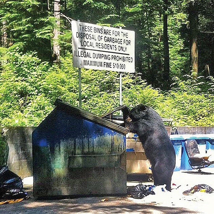 North Shroe News bear in trash