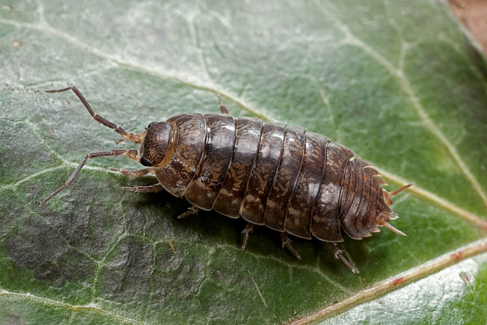 Pill bug Getty Image