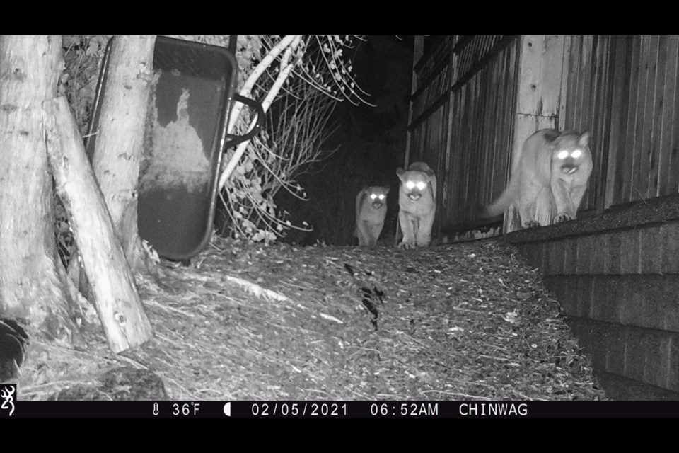 A mother cougar and her three kittens are captured on a Port Moody man's trailcam outside his home early in the morning Feb. 5. 