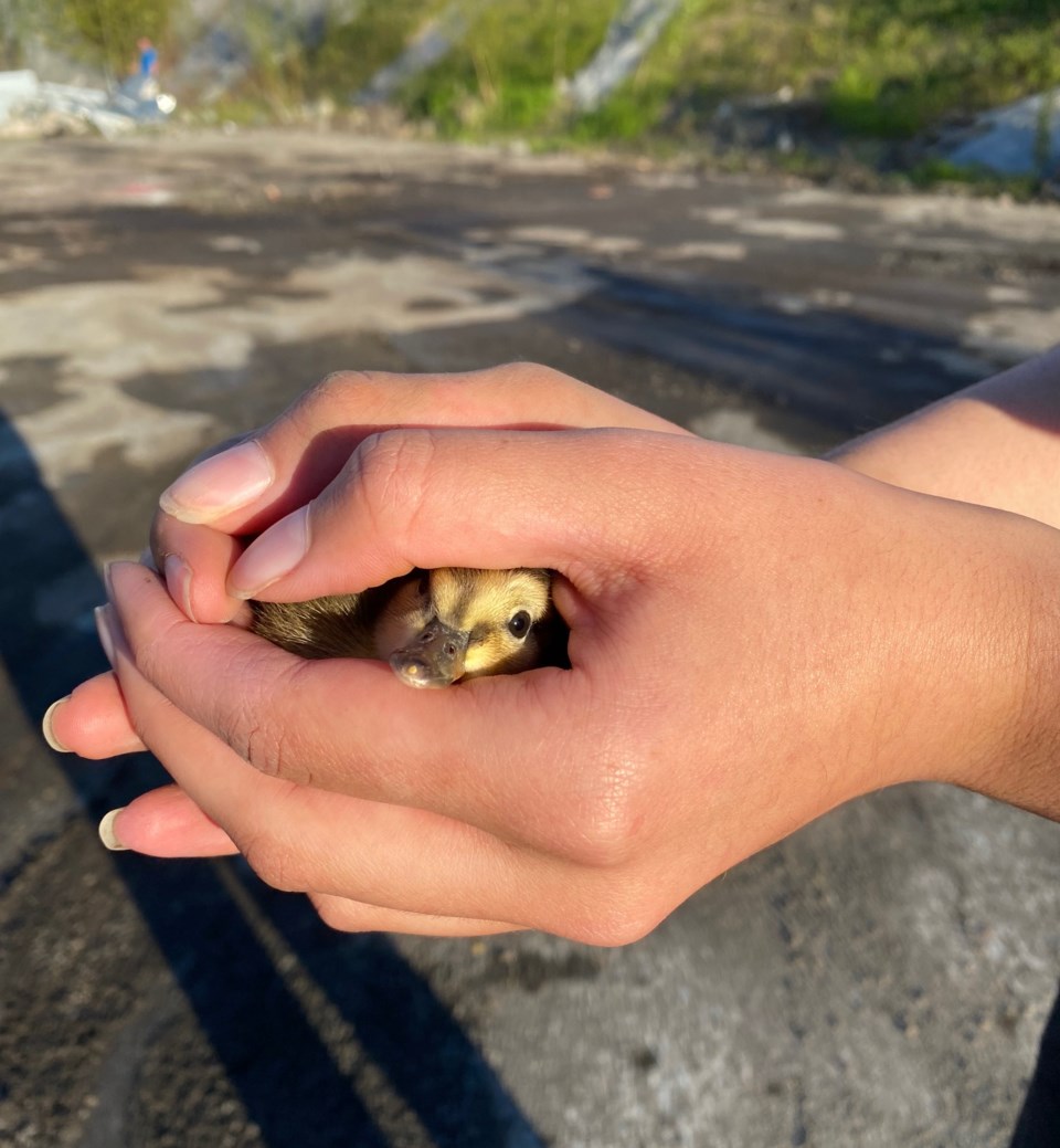 Port Coquitlam duckling