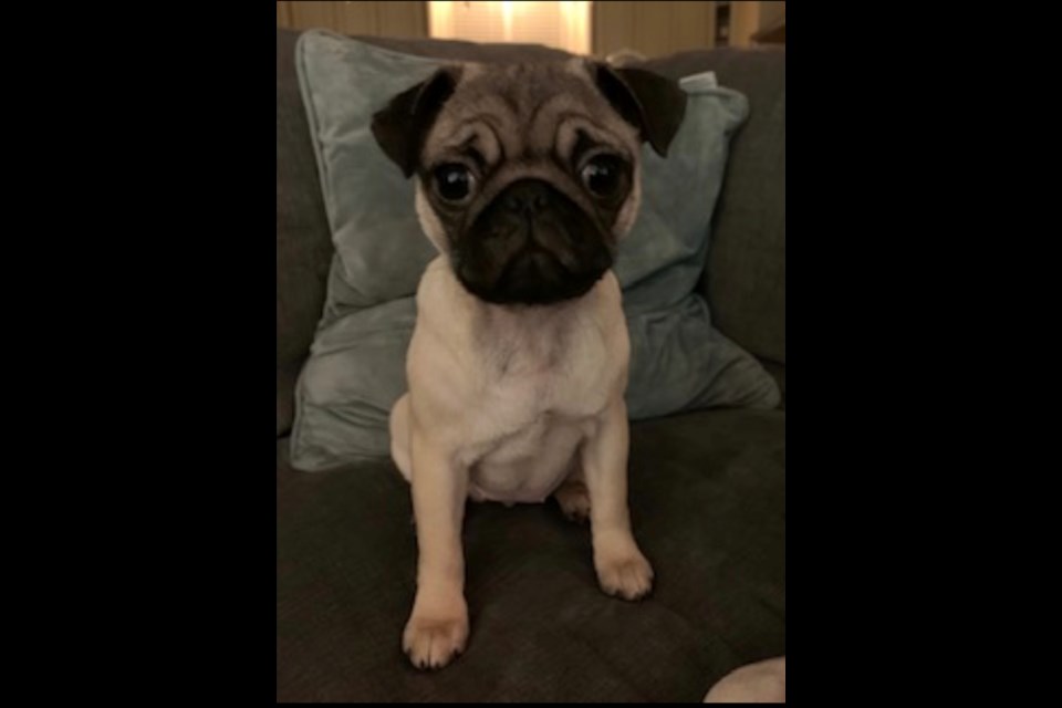 Four-month-old pug puppy Olive was snatched out of her Coquitlam yard this weekend by a cougar, the latest in a series of big cat encounters in the Tri-Cities. 