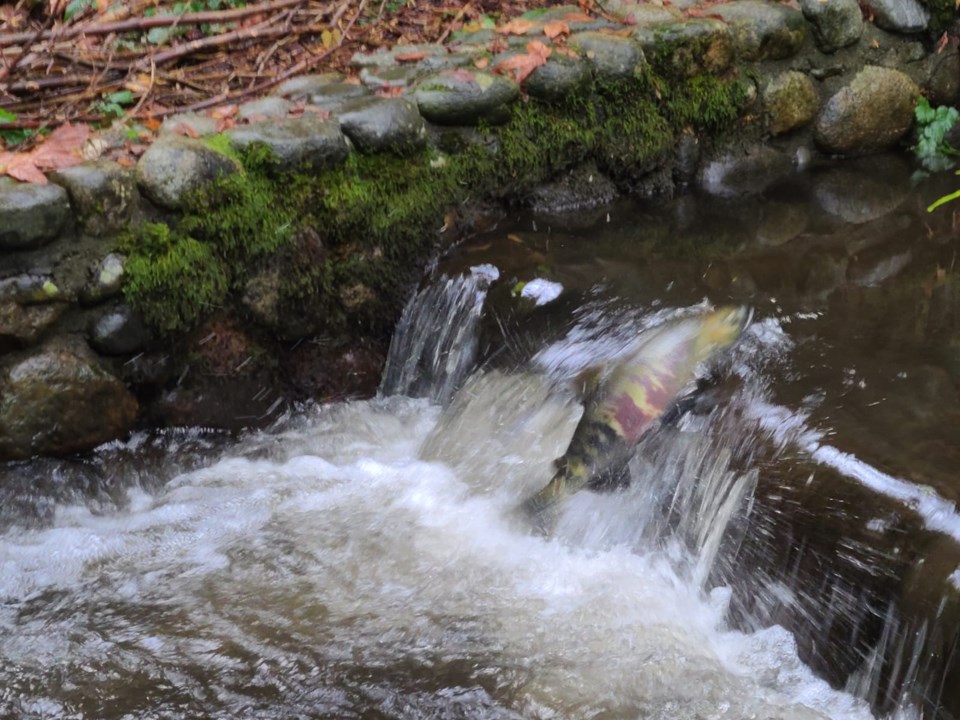 salmon-return-to-hoy-scott-creek