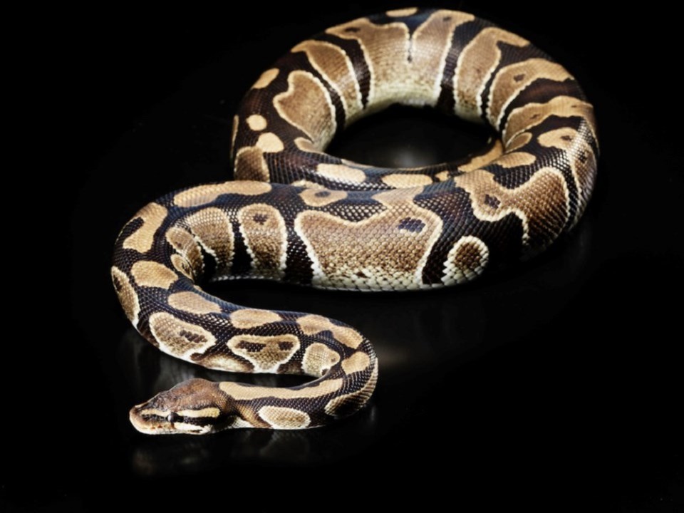 Snake school teacher discipline - Getty Images