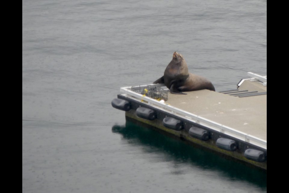 A blubbery sea lion lounges on a Belcarra dock last Wednesday.