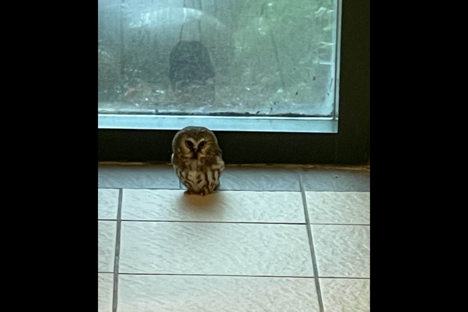 Tiny owl visits Port Coquitlam City hall.