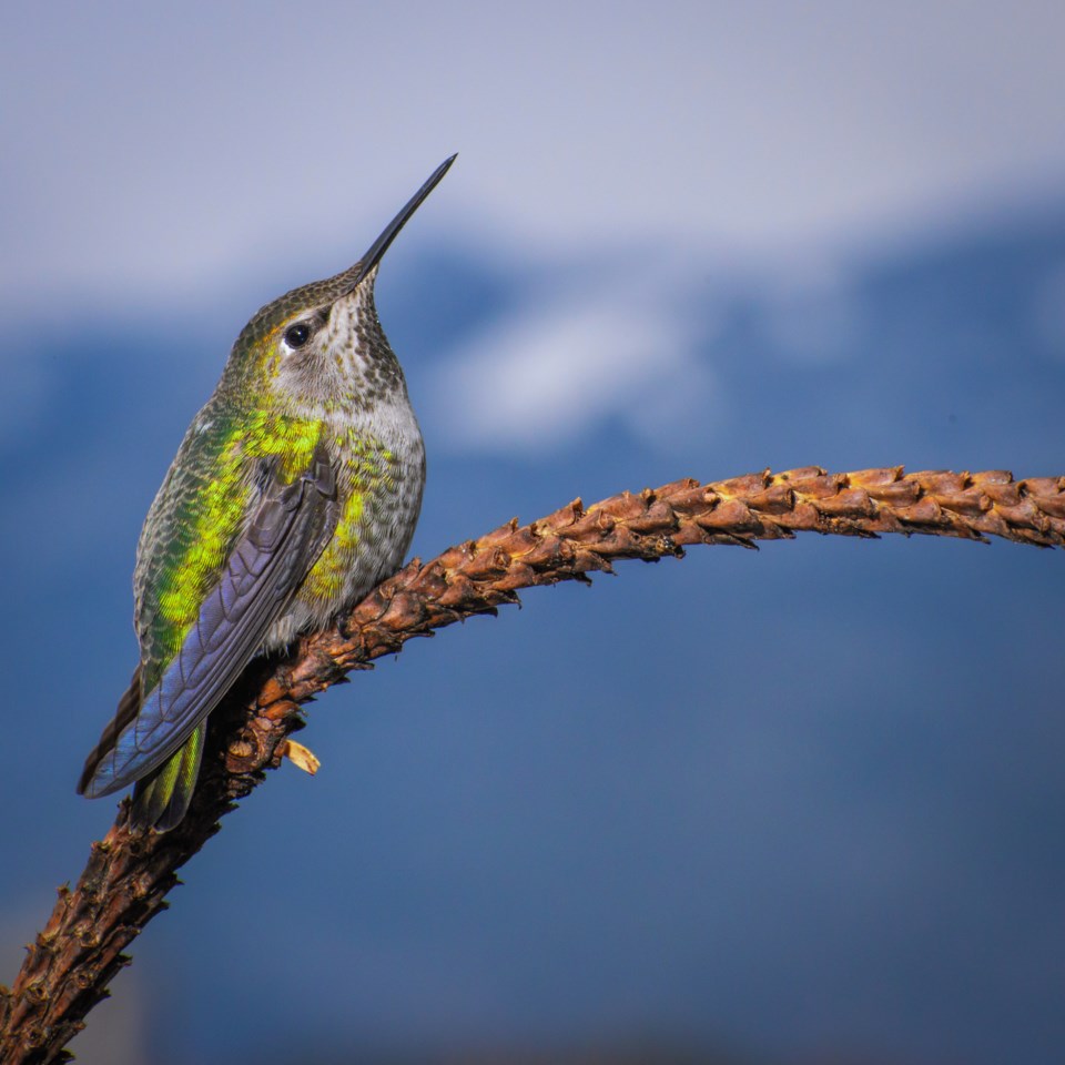 Anna's hummingbird-getty