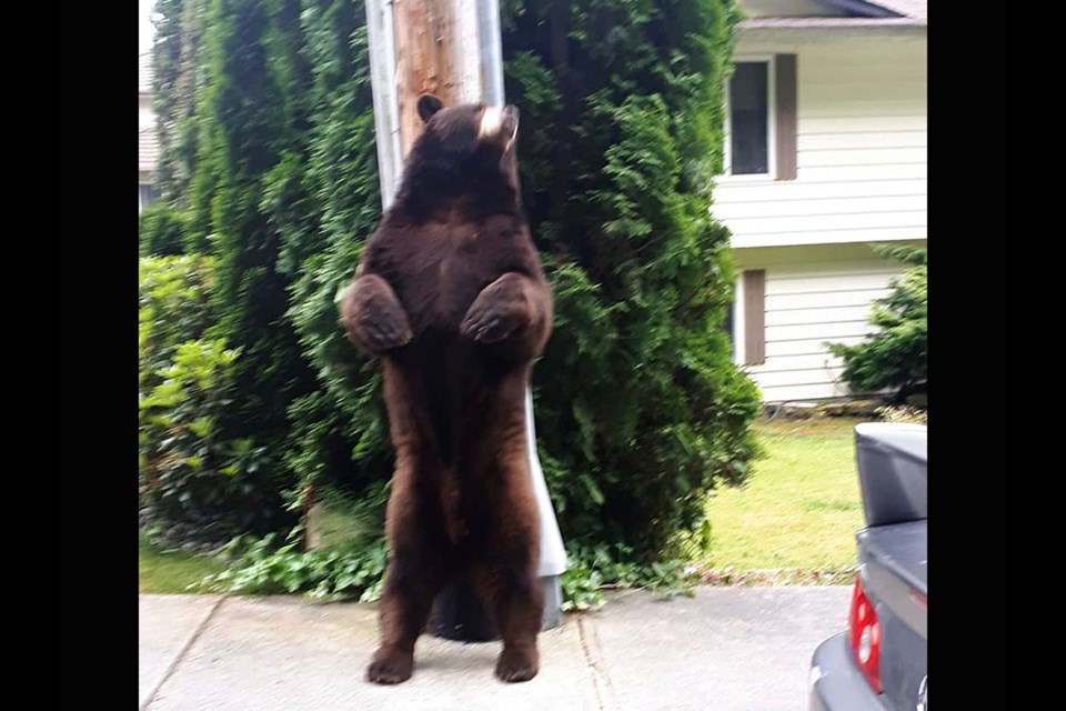 A big brown bear was seen posing for photos outside a Coquitlam home on June 13, 2021.