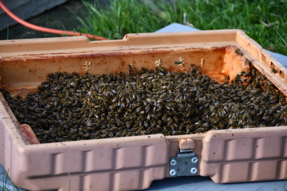beekeeper5