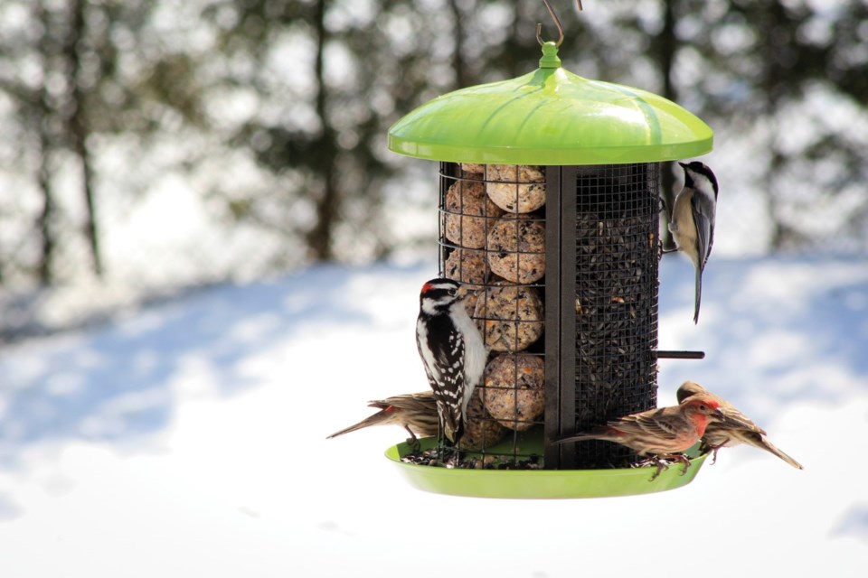 Bird Feeder