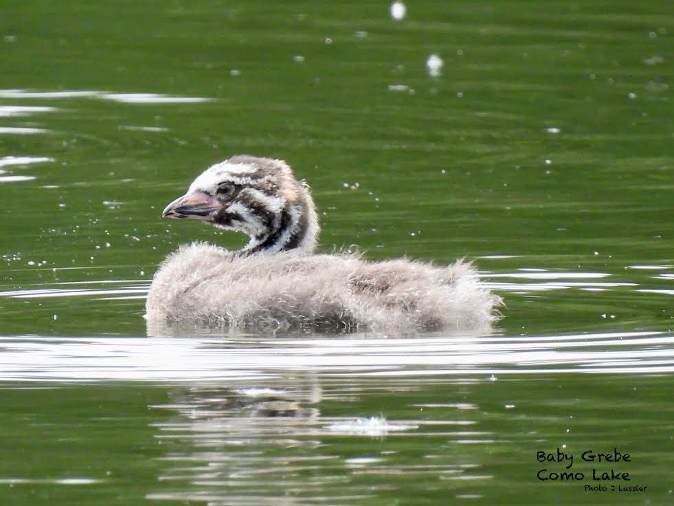 Baby pied-billed grebe
