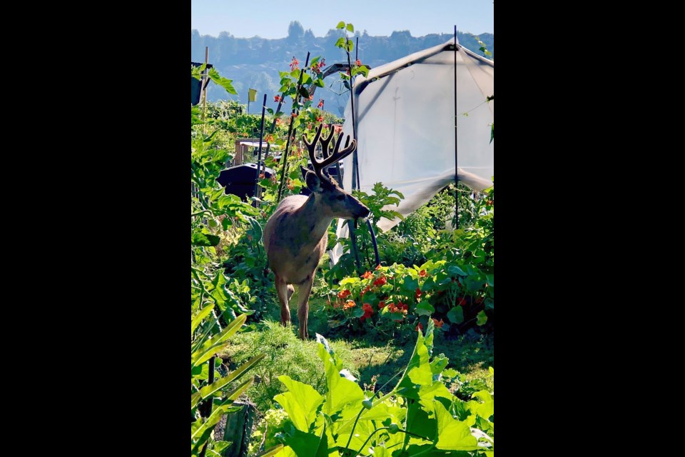 "Bucky" the deer is a regular visitor at the recently renamed Coquitlam River Community Garden.