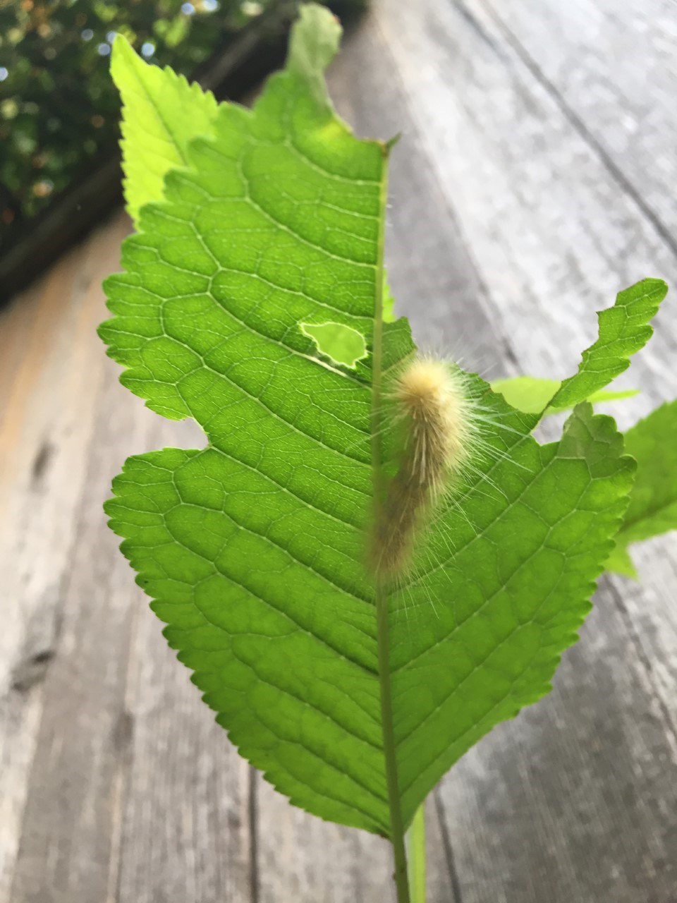 catapillar