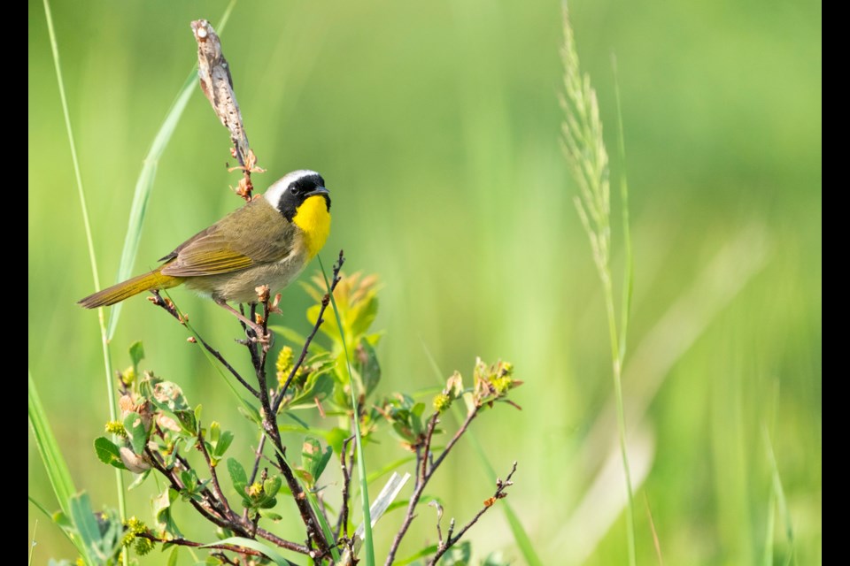 Common yellowthroat warbler.