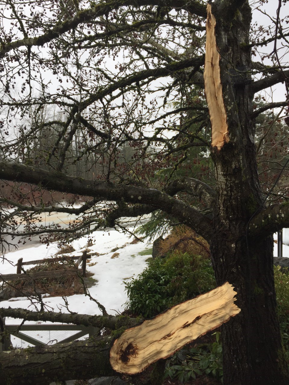 Damaged Tree