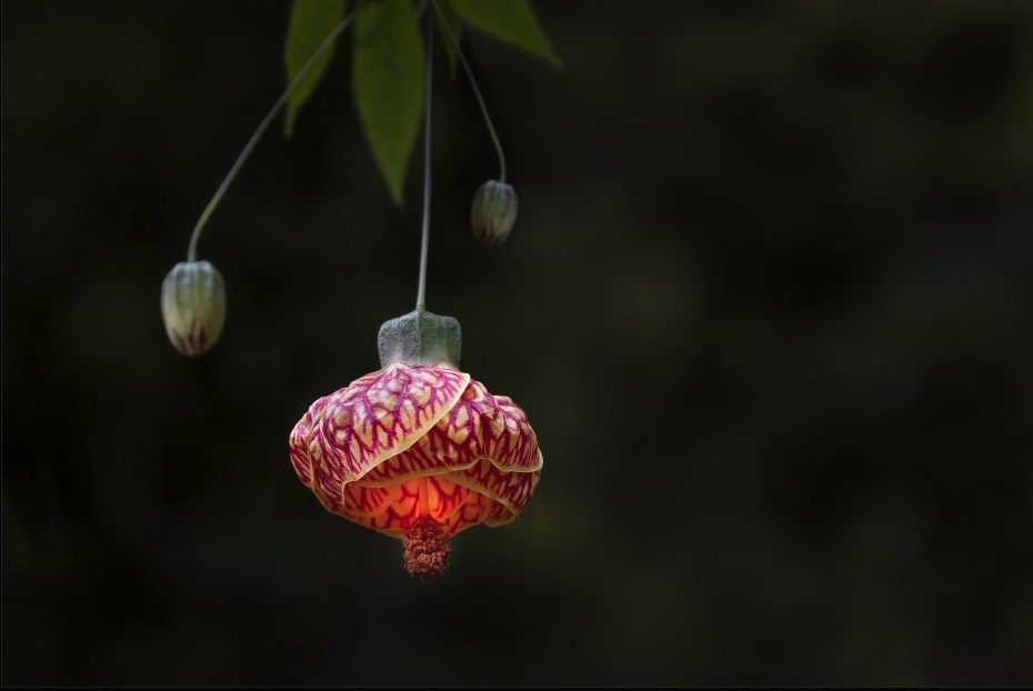 Chinese Lantern.