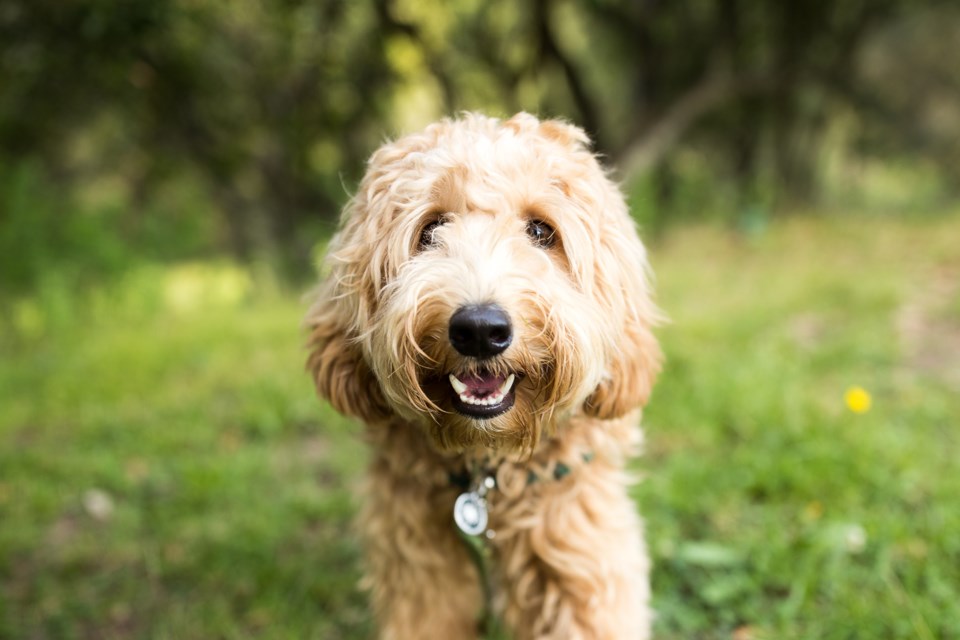 dog in park