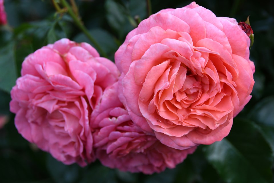 The Coquitlam Rose in the Inspiration Garden in Coquitlam.