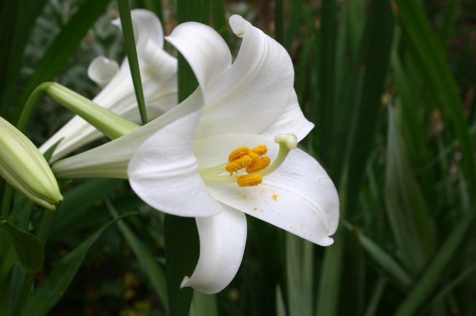 Easter-lily-1