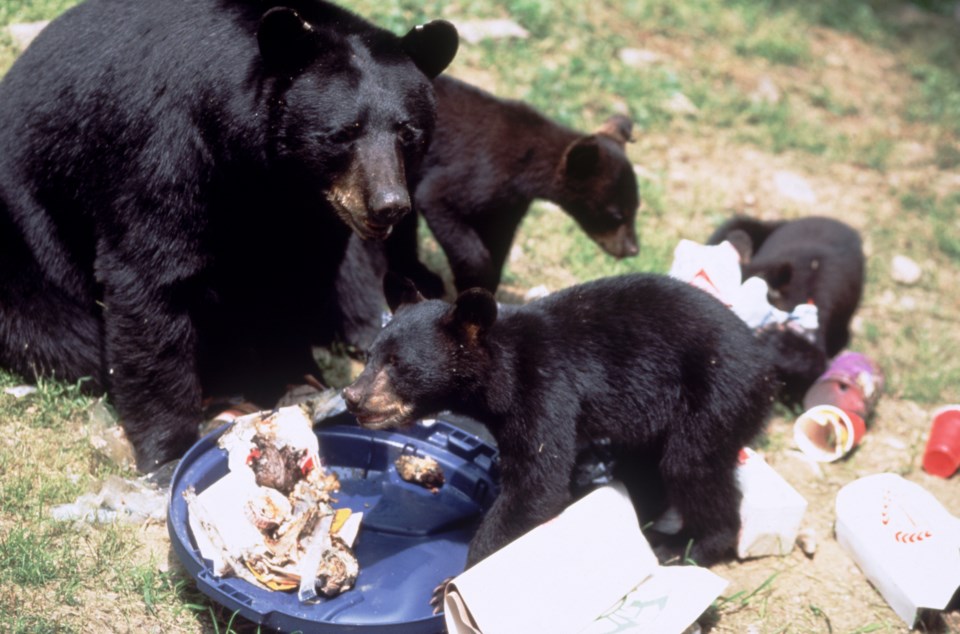 GettyImages-bears in trash