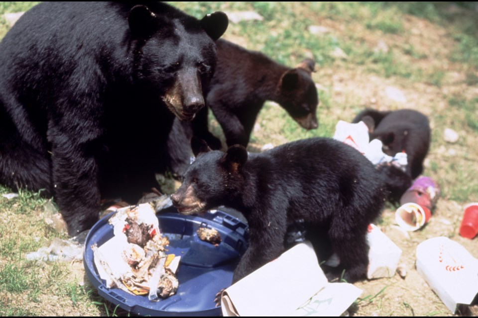 Garbage that's not locked up can be a big problem for bears — and the city, Coquitlam's GM of engineering says.