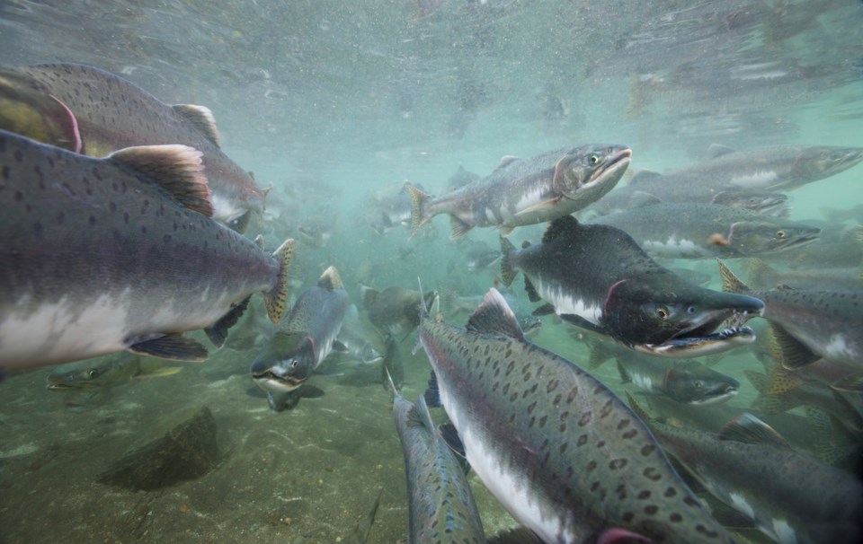 GettyImages-chum salmon