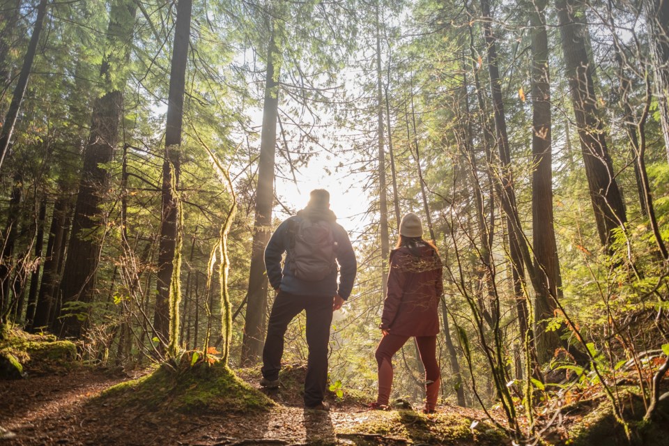 GettyImages-forest walk