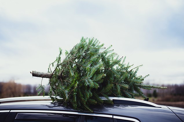 GettyImages-tree chip