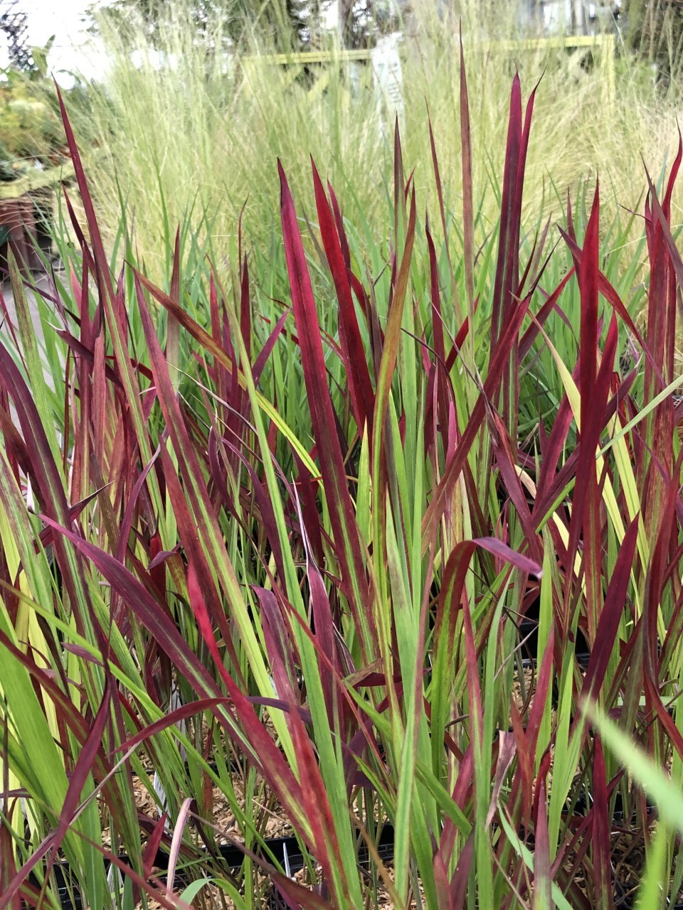 Grasses Ornamental 1