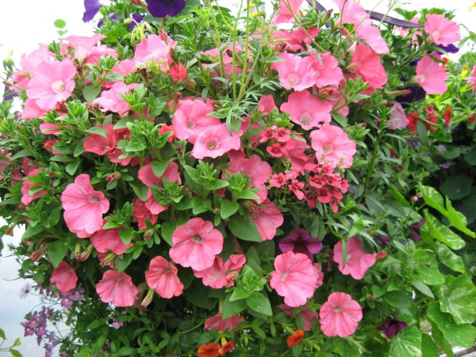 Hanging Basket