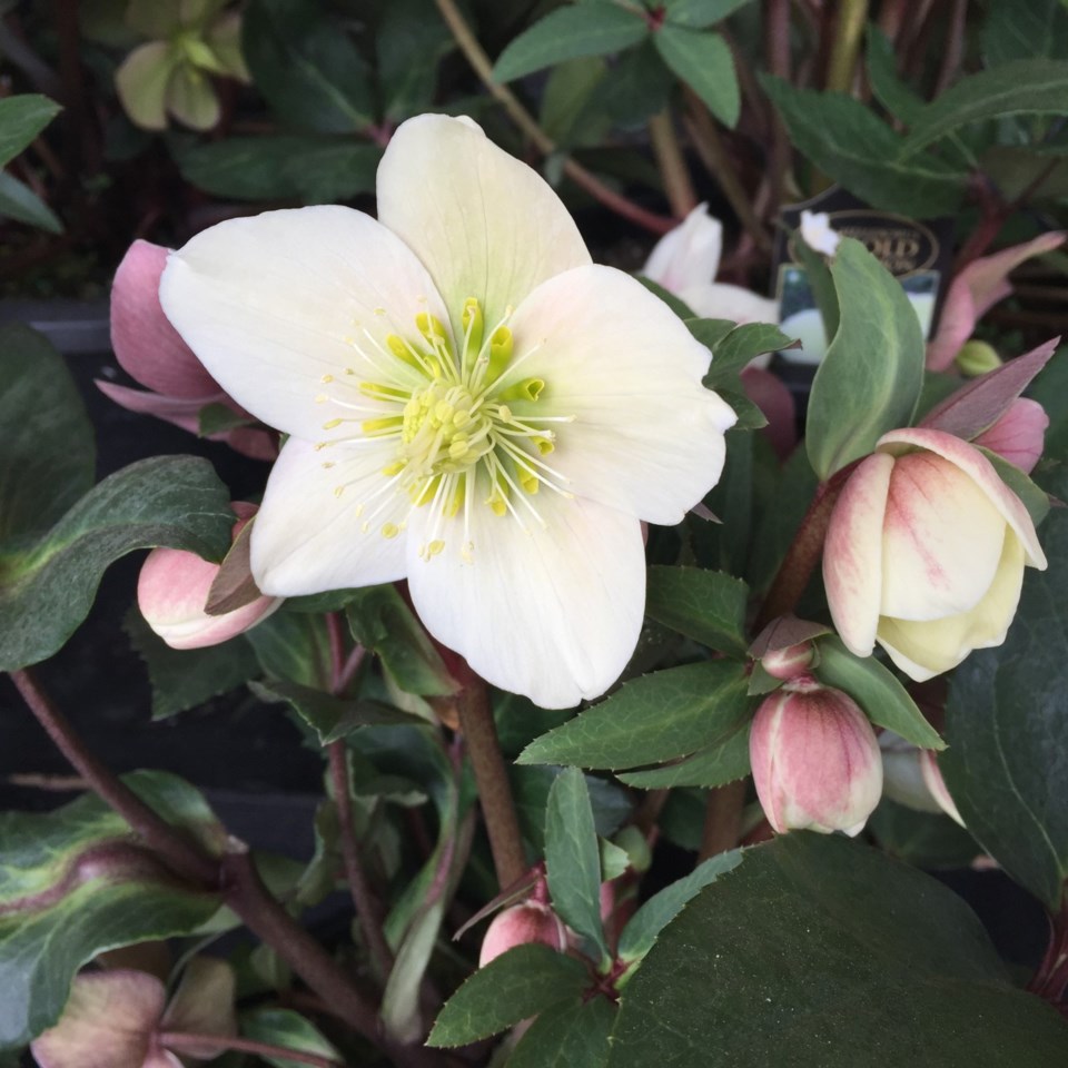 hellebore-3