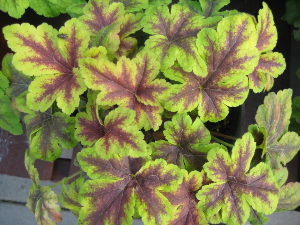 Heuchera 