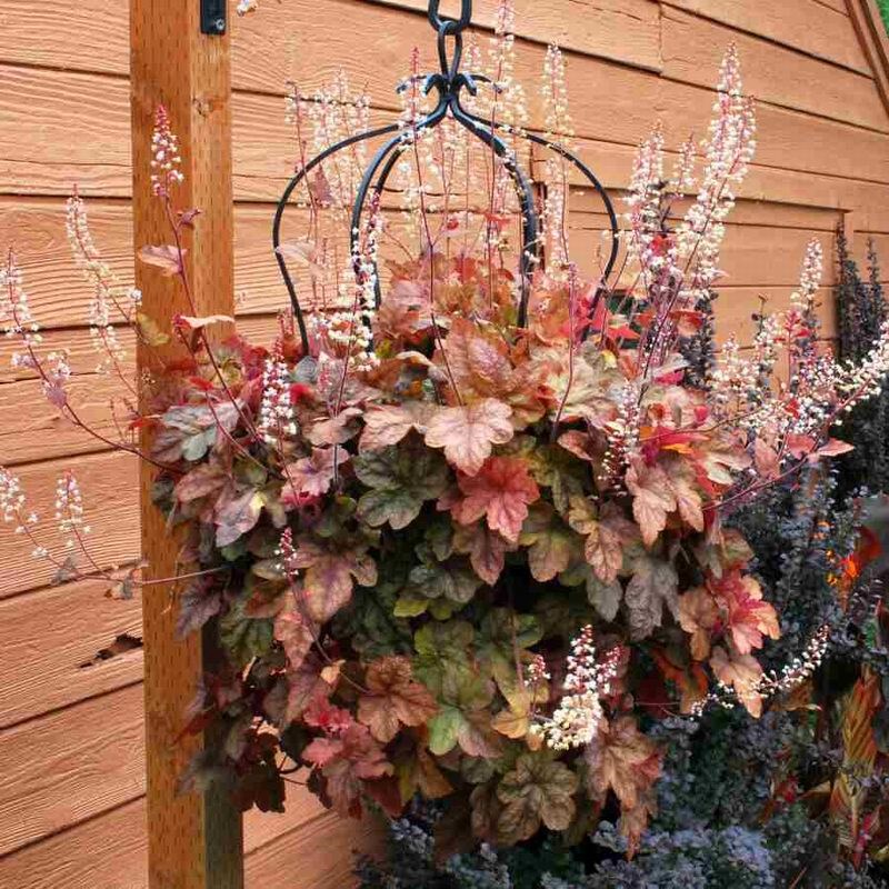 heucherella_redstonefalls_2