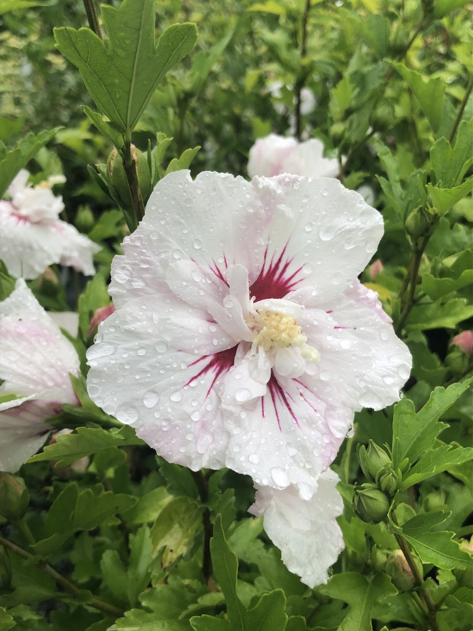 Hibiscus (Rose of Sharon)