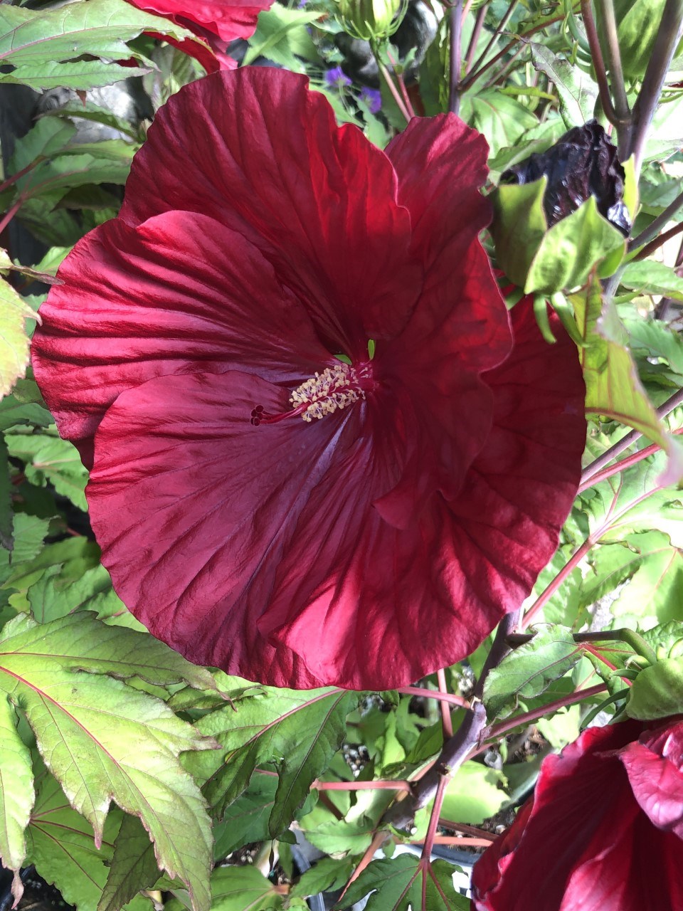 Hibiscus