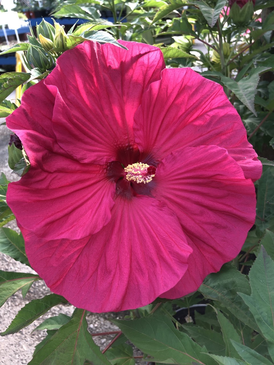 Hibiscus1