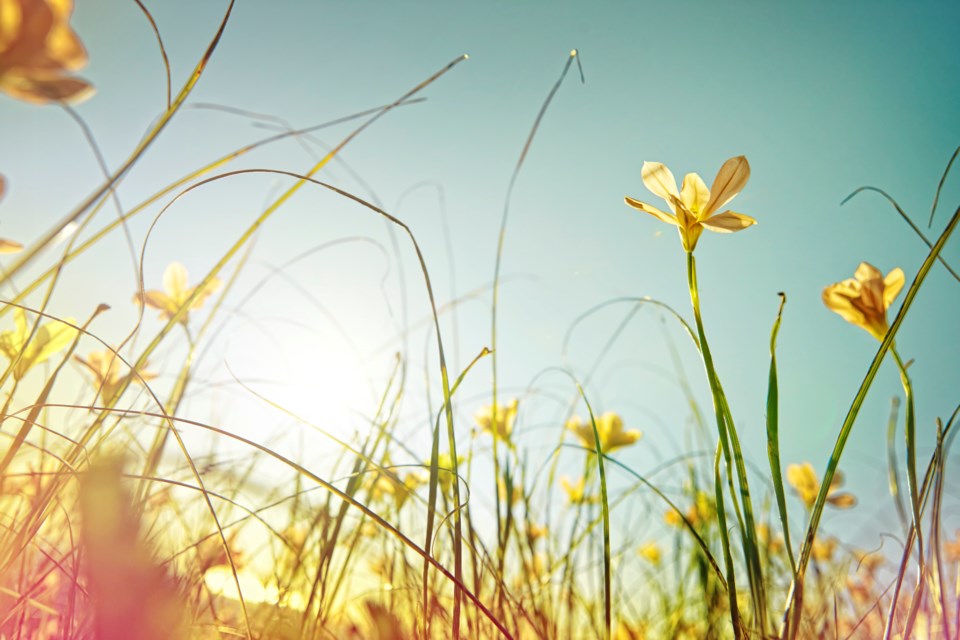 hot-sun-on-flowers