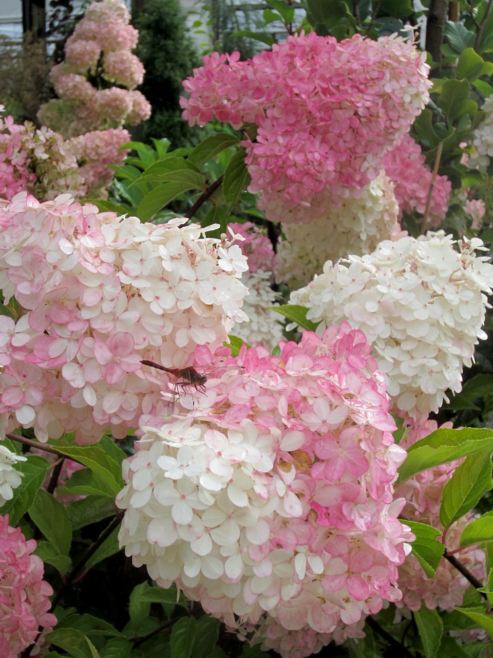 Hydrangea PeeGee