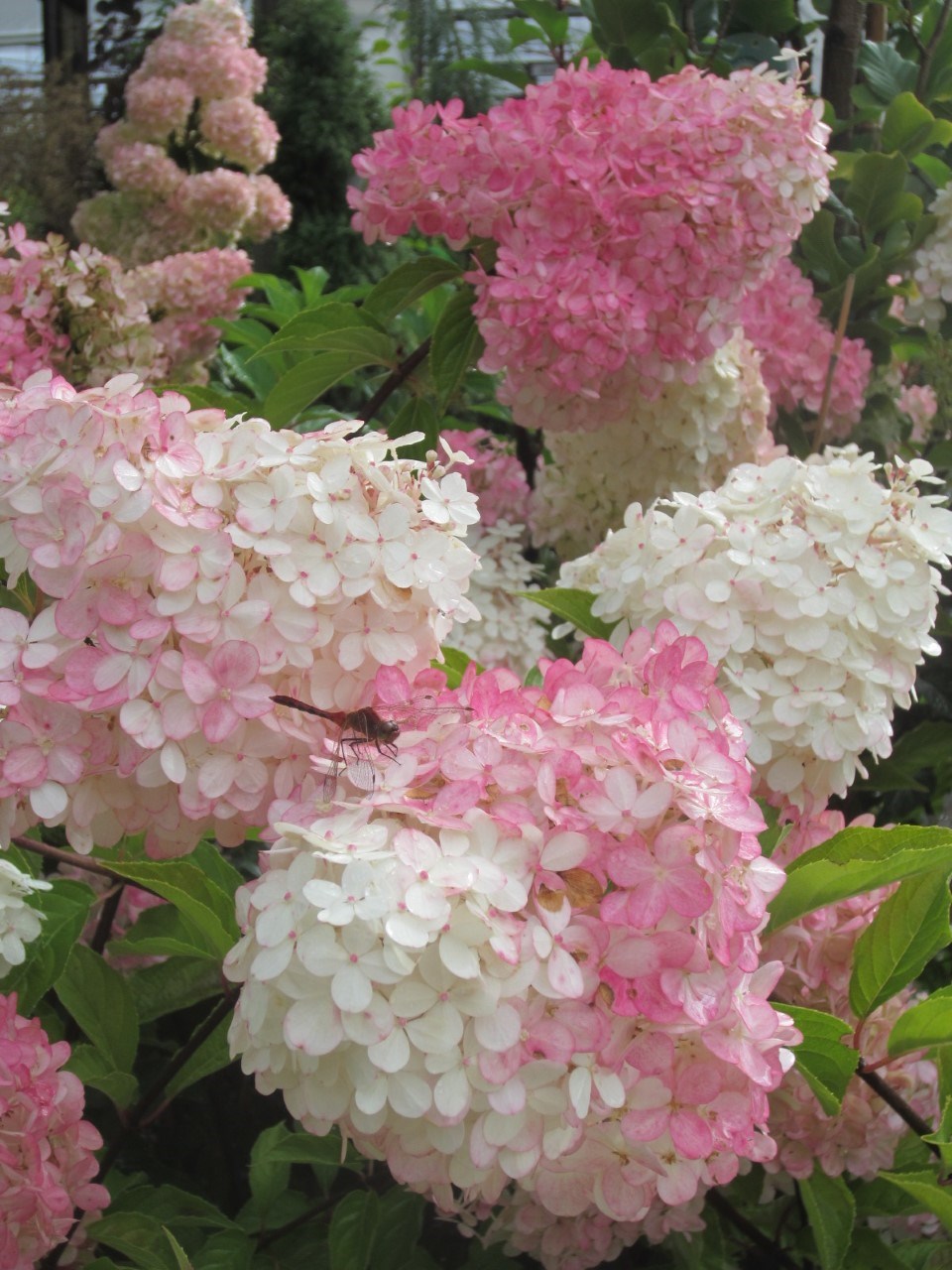 hydrangea-peegee1