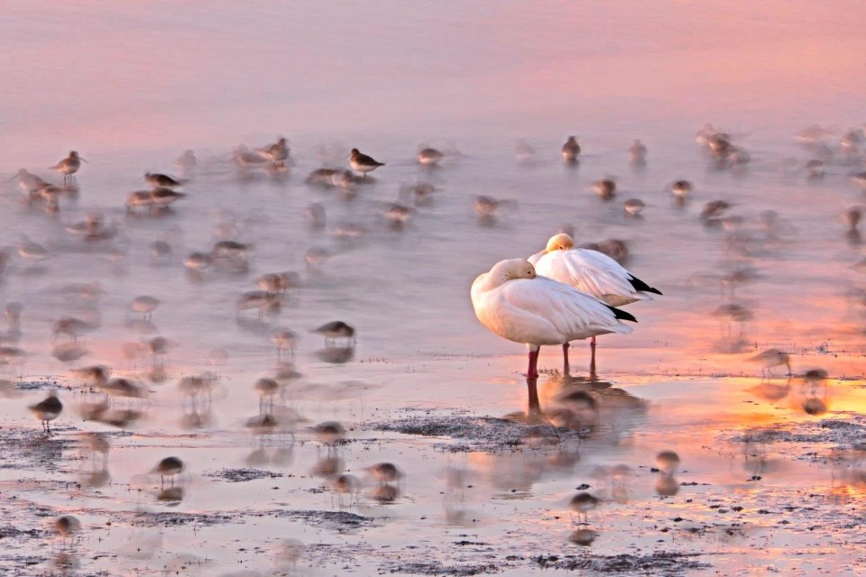 Last year's Wild Settings' winner of snow geese resting on a beach at sunset.