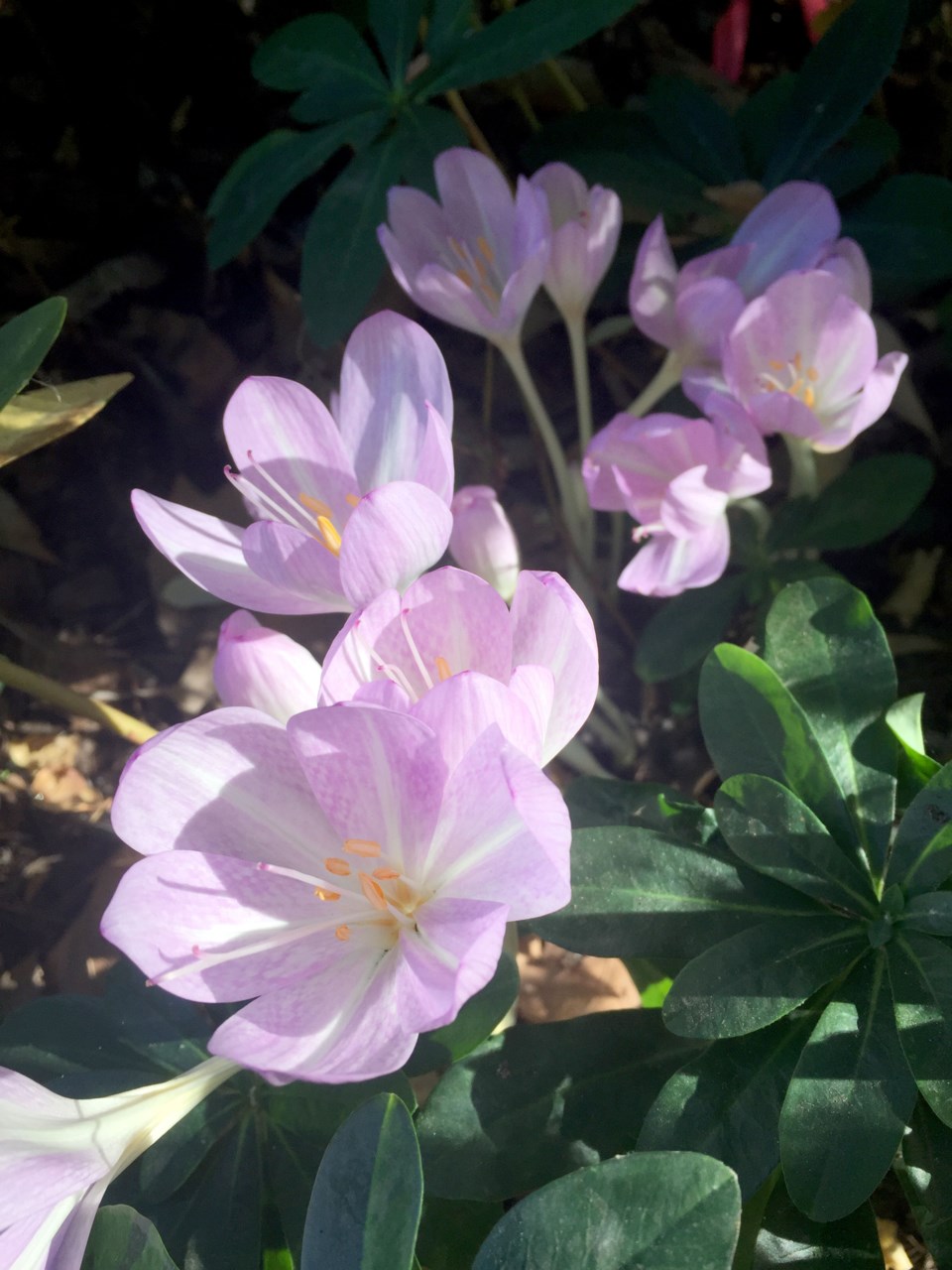 minter-flower-august2