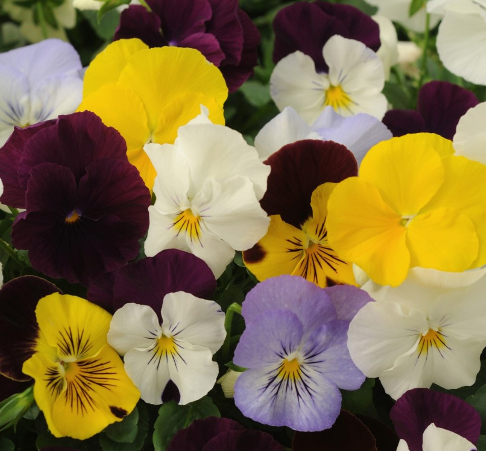 Pansy Cool Wave Mixture 2