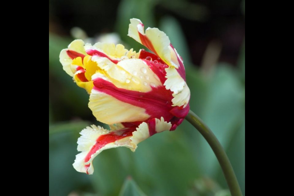 “Rescue” (Tulip Flaming Parrot)