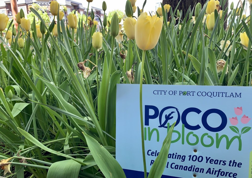 poco-in-bloom